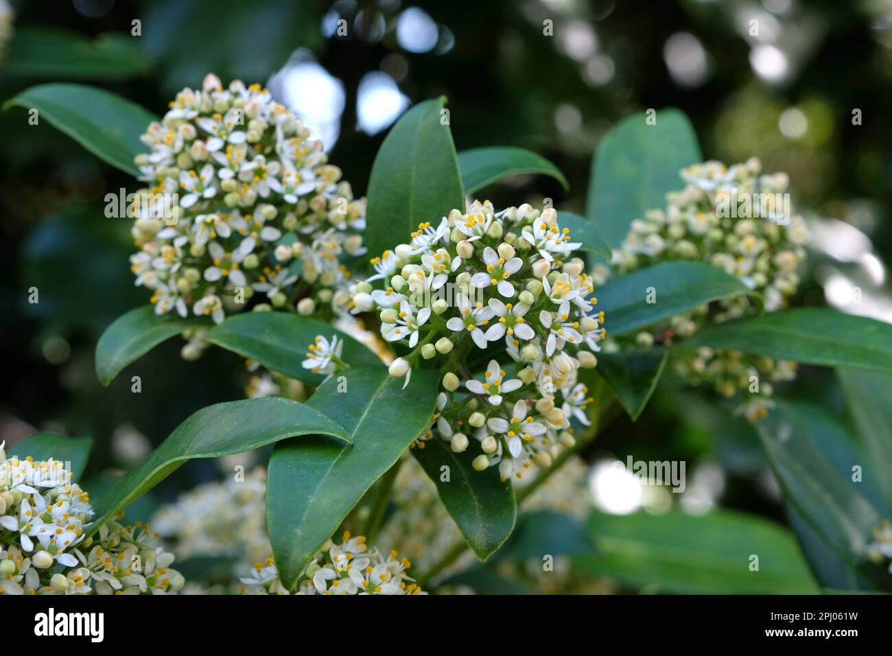 Skimmia Japonica 'fragrans' in fiore. Foto Stock