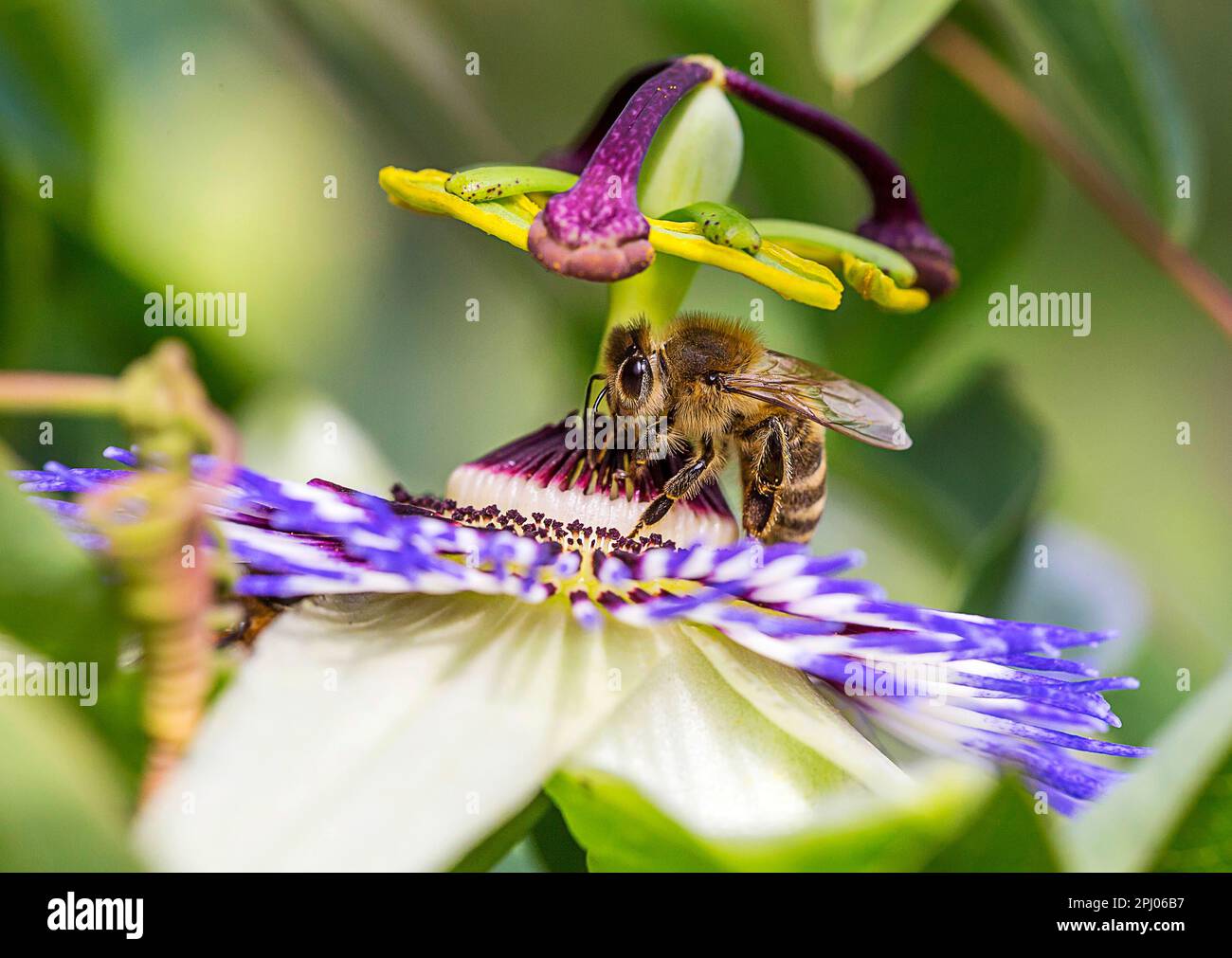 Ape di miele (Apis mellifera) su fiore di passione blu (Passiflora Caerulea), Germania Foto Stock