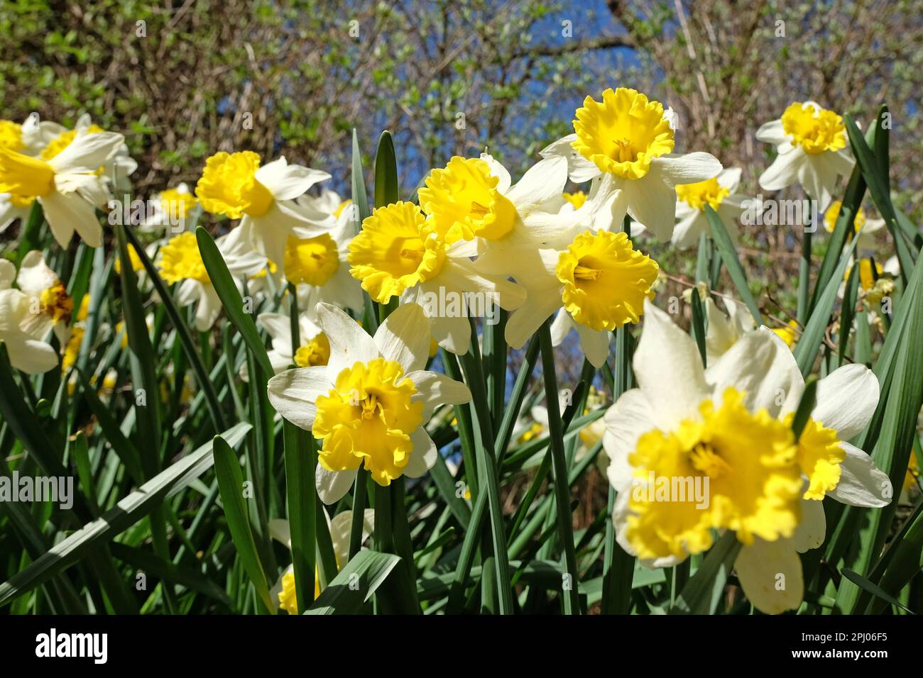 Narciso giallo e bianco sapientemente in fiore. Foto Stock