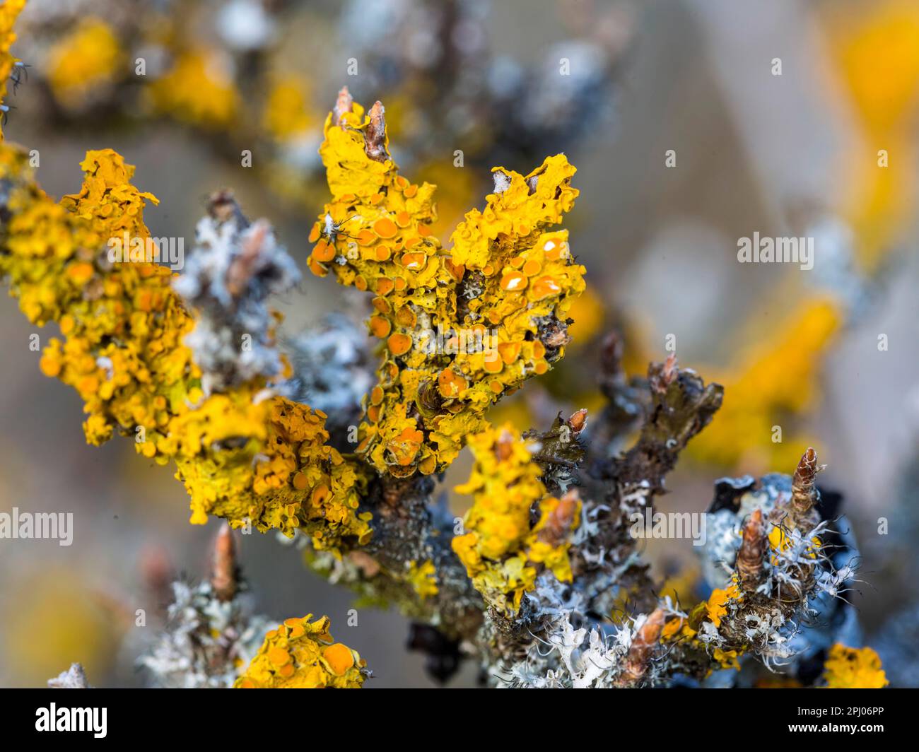 Lichen di albero (Lichenes), lichen giallo, Stoccarda, Baden-Wuerttemberg, Germania Foto Stock