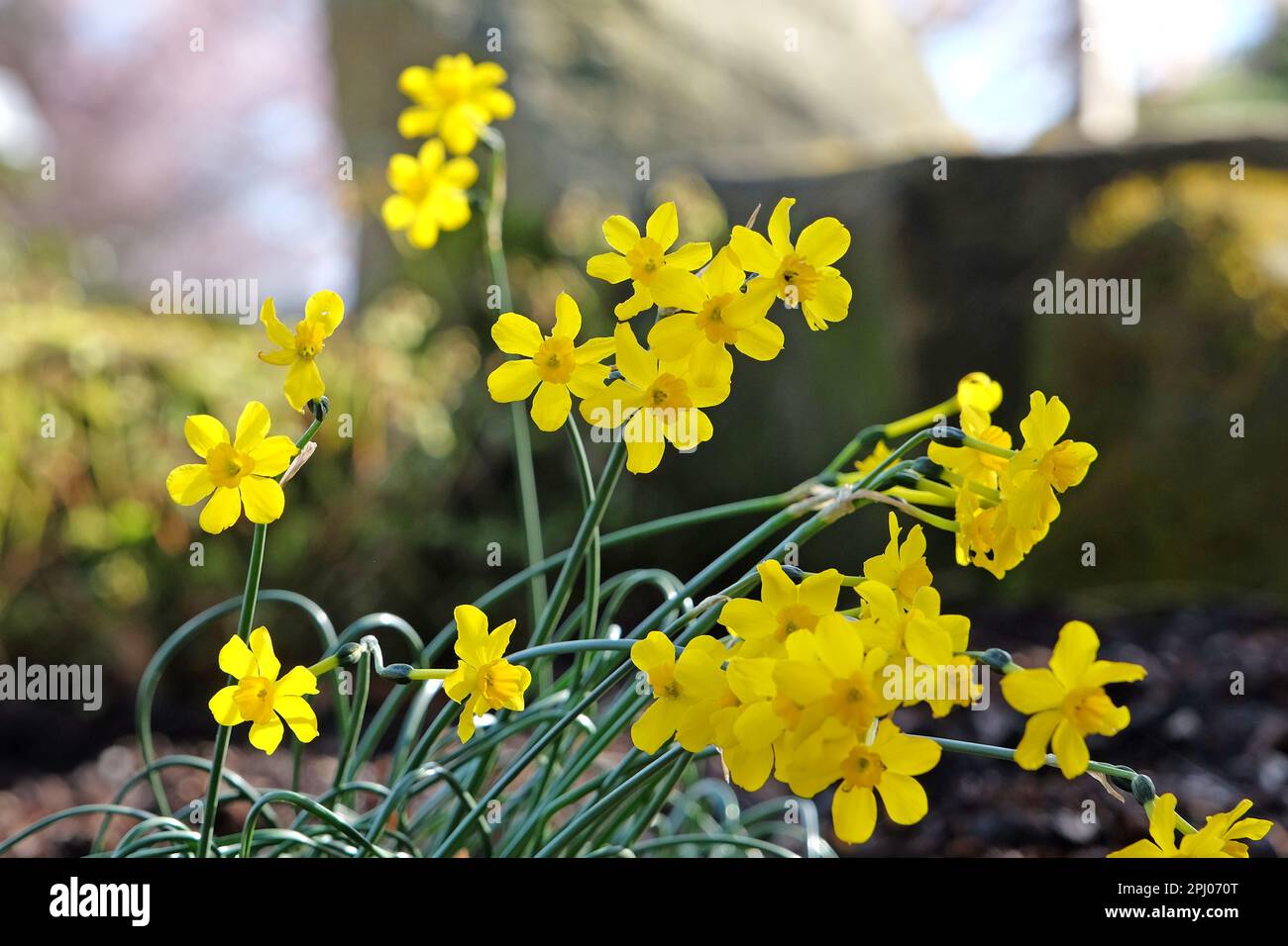 Narciso gialle Jonquil in fiore. Foto Stock