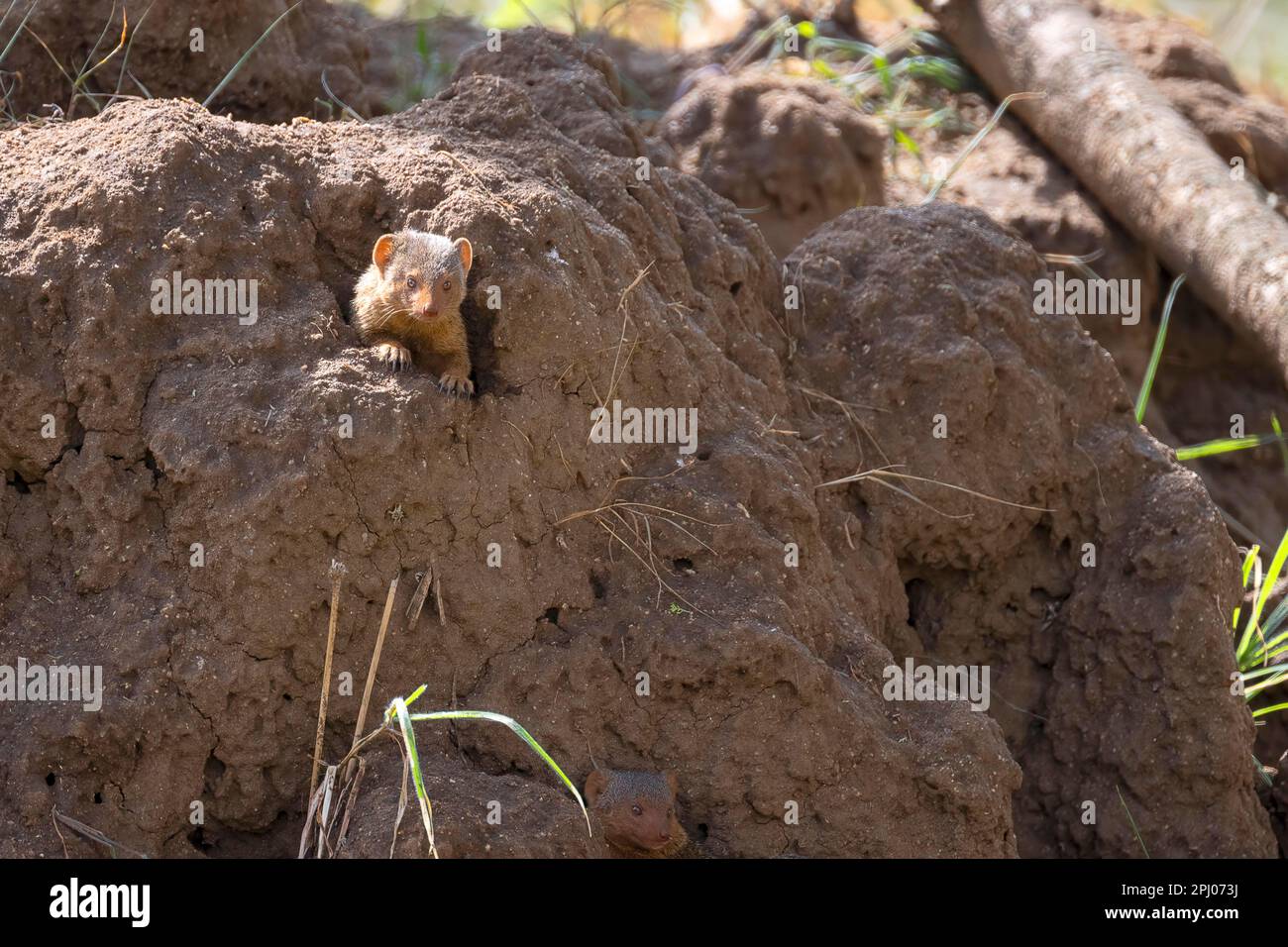 Mongoose (Herpestidae), in tumulo di termiti, contatto con gli occhi, Parco Nazionale Tarangire, Tanzania Foto Stock