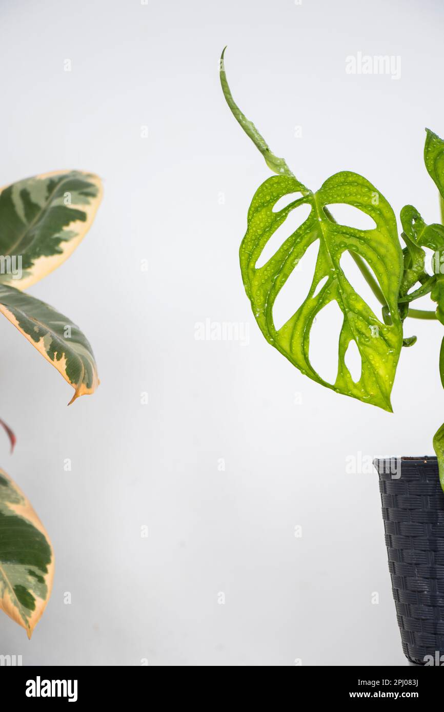 Una pianta verde vibrante di Monstera e Fig di gomma si trovano fianco a fianco su uno sfondo bianco Foto Stock