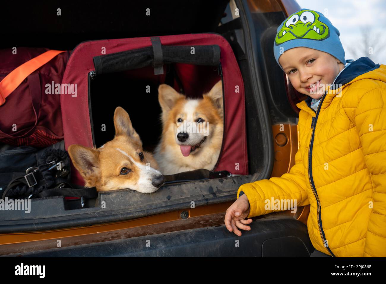 Cani stanchi si siedono nel canile nel bagagliaio dell'auto. Montagne polacche, Polonia, Europa Foto Stock