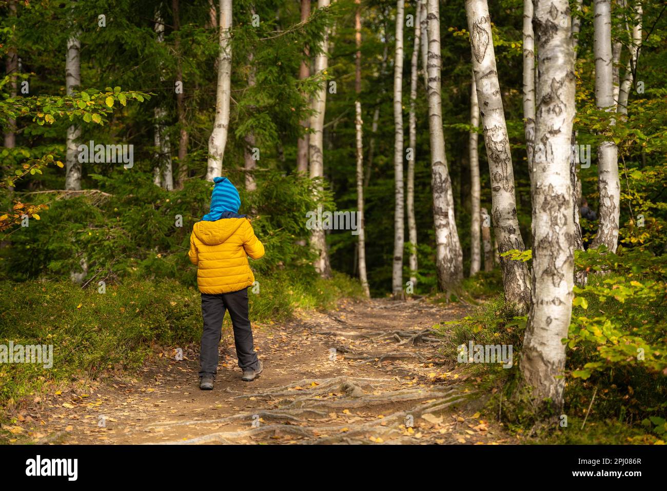 Un ragazzino cammina su un sentiero escursionistico attraverso la foresta, ci sono alberi di betulla intorno. Montagne polacche Foto Stock