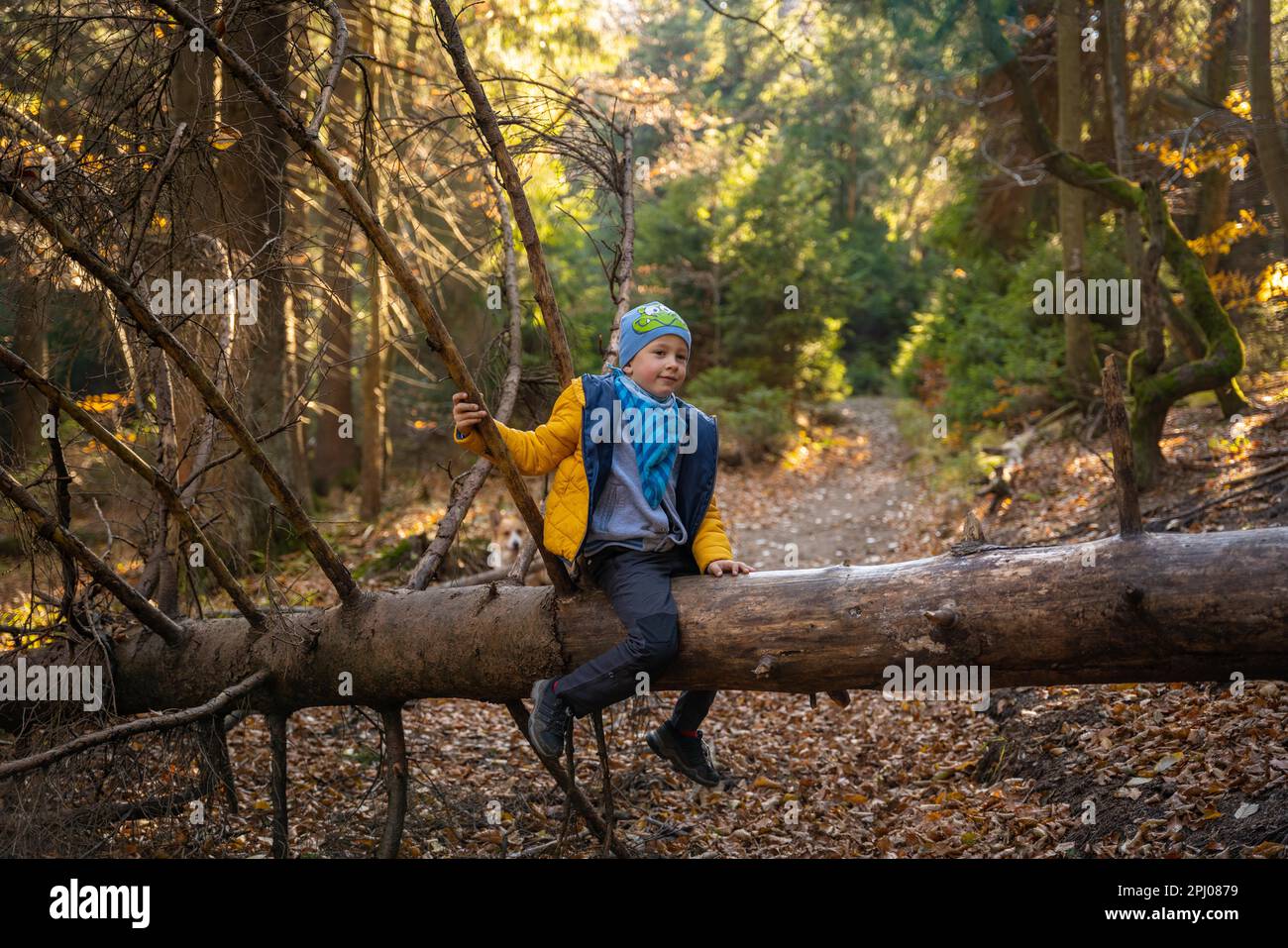 Bambino seduto su un albero caduto su un sentiero di montagna. Stagione autunnale. Montagne polacche, Polonia, Europa Foto Stock