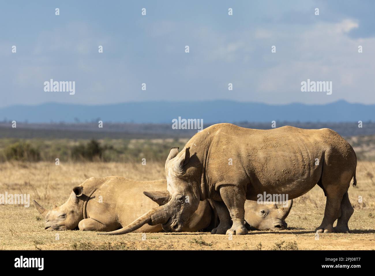 Rinoceronte bianco (Ceratotherium simum), gruppo, ranch di Solio, Kenia Foto Stock