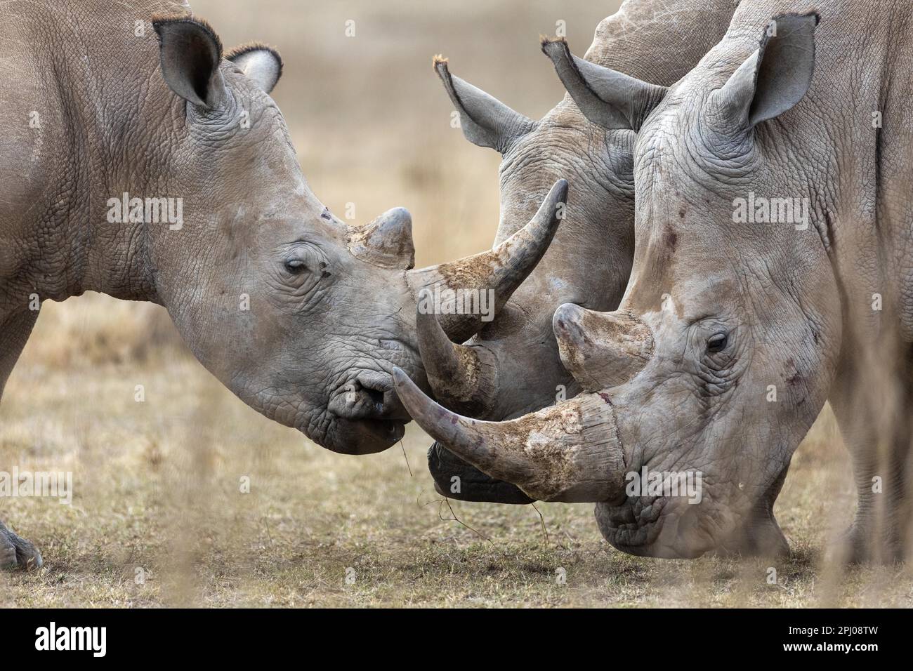 Rinoceronte bianco (Ceratotherium simum), gruppo, ranch di Solio, Kenia Foto Stock