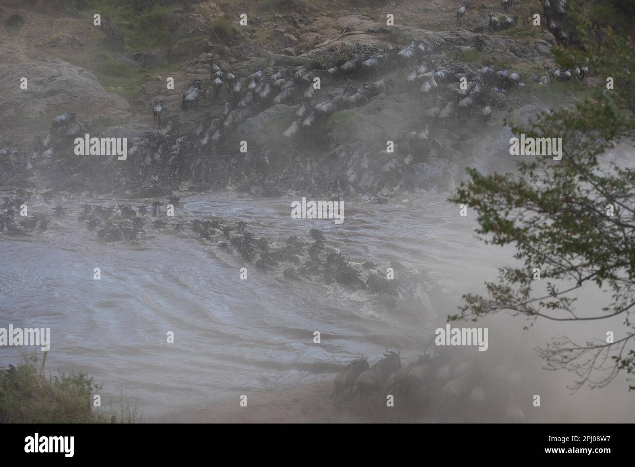 Wildebeest (Connochaetes) che attraversa il fiume, acqua, mandria, fiume Talek, Masai Mara NP, Kenya Foto Stock