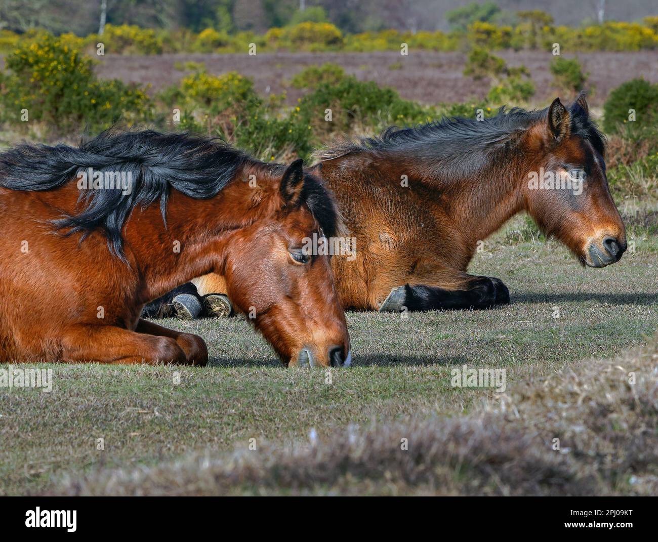 Pony New Forest che vagano liberamente all'interno del parco nazionale New Forest Foto Stock