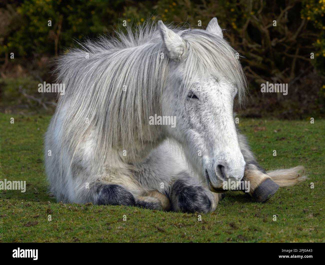 Pony New Forest che vagano liberamente all'interno del parco nazionale New Forest Foto Stock