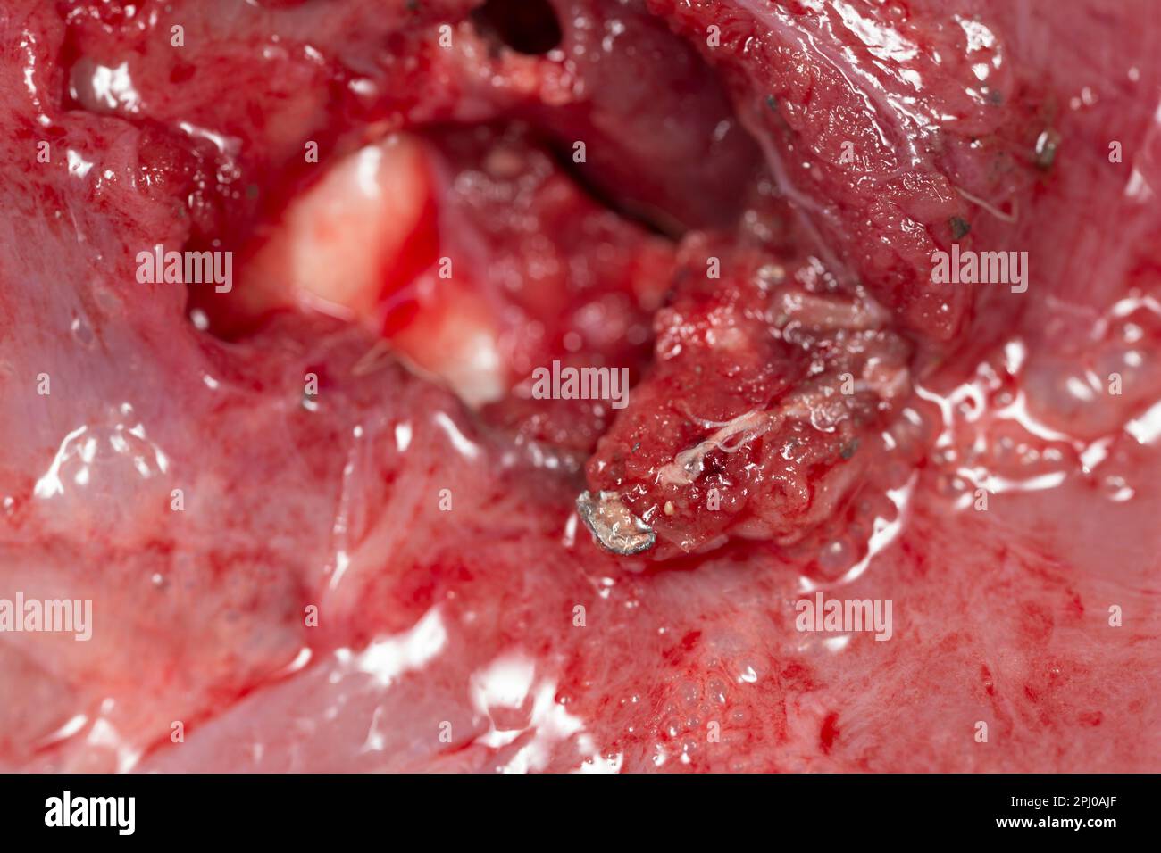 Frammenti di piombo da un proiettile di fucile di piombo in espansione nella carne di spalla di un capriolo sparato come parte di un piano di gestione per controllare i numeri. Englan Foto Stock