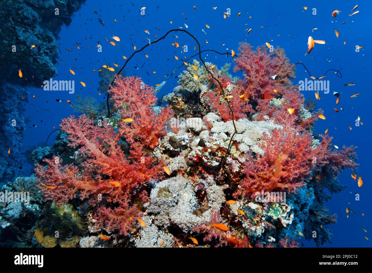 Blocco di corallo densamente coperto con coralli molli Klunzingers, rosso e Xenia coralli molli (Dendronephthya klunzingeri) (Xeniidae), bianco, anthias scolastica Foto Stock