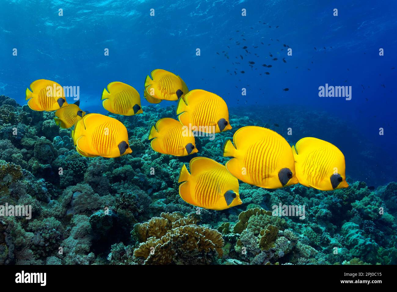 Shoal, scuola di pesce, pesce farfalla blueek (Chaetodon semilarvatus), Mar Rosso, Isole Brother anche le Isole El Ikhwa, il Governatorato del Mar Rosso, Egitto Foto Stock