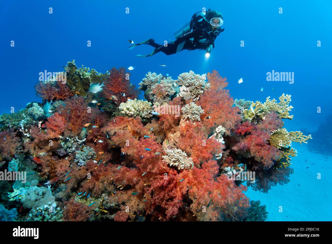 Tuffati sopra la barriera corallina guardando la densa crescita di coralli molli klunzingers (Dendronephthya klunzingeri) rossi, e altri coralli molli e pietra Foto Stock