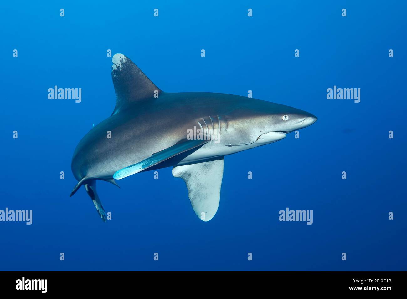Squalo oceanico a punta bianca (Carcharhinus longimanus), con gancio di pesce e leader in acciaio in bocca, Mar Rosso, barriera corallina di Daedalus, Marsa Alam, Egitto Foto Stock