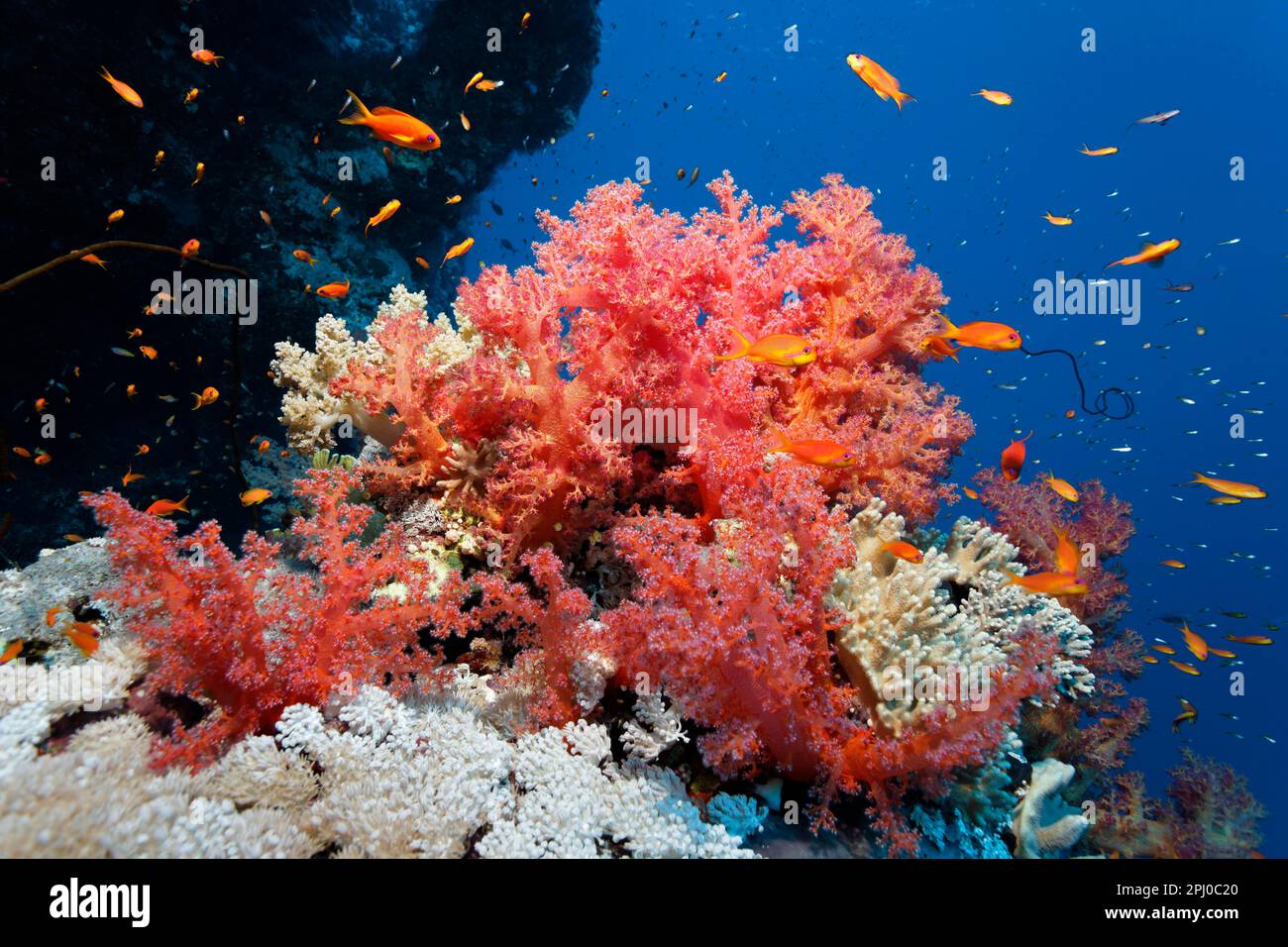 Blocco di corallo densamente coperto con coralli molli Klunzingers, rosso e Xenia coralli molli (Dendronephthya klunzingeri) (Xeniidae), bianco, anthias scolastica Foto Stock