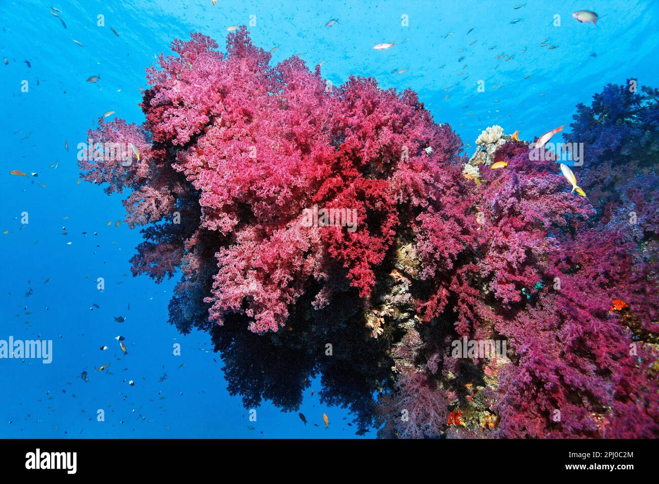 Impressionante, affusolante, punta, sporgenza, barriera corallina con densa crescita di corallo molle Klunzingers (Dendronephthya klunzingeri), Mar Rosso, Ras Torombi Foto Stock