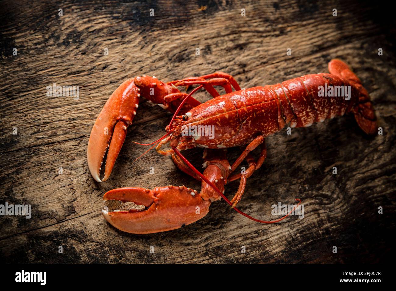 Un'aragosta cotta e bollita, Homarus gammarus, che è stata catturata nella Manica. Dorset Inghilterra Regno Unito GB Foto Stock