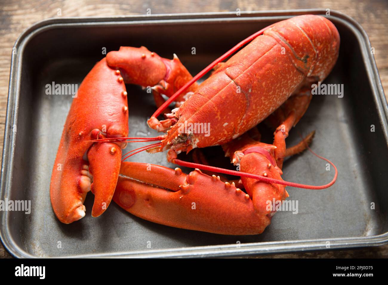 Un'aragosta cotta e bollita, Homarus gammarus, che è stata catturata nella Manica. Dorset Inghilterra Regno Unito GB Foto Stock