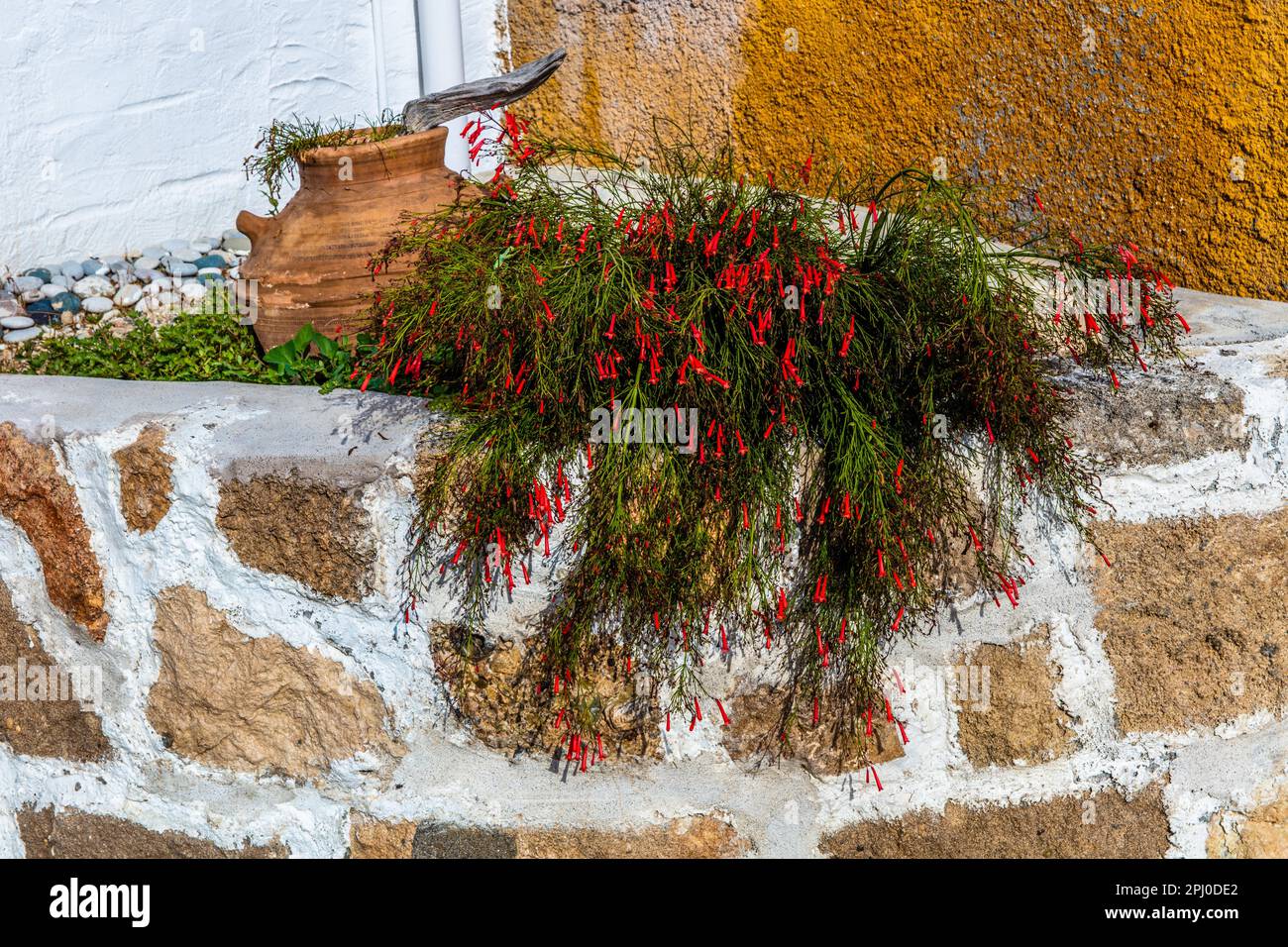 Lachania villaggio, un gioiello dell'isola con piccole strade, case imbiancate e piante colorate, Rodi, Grecia Foto Stock