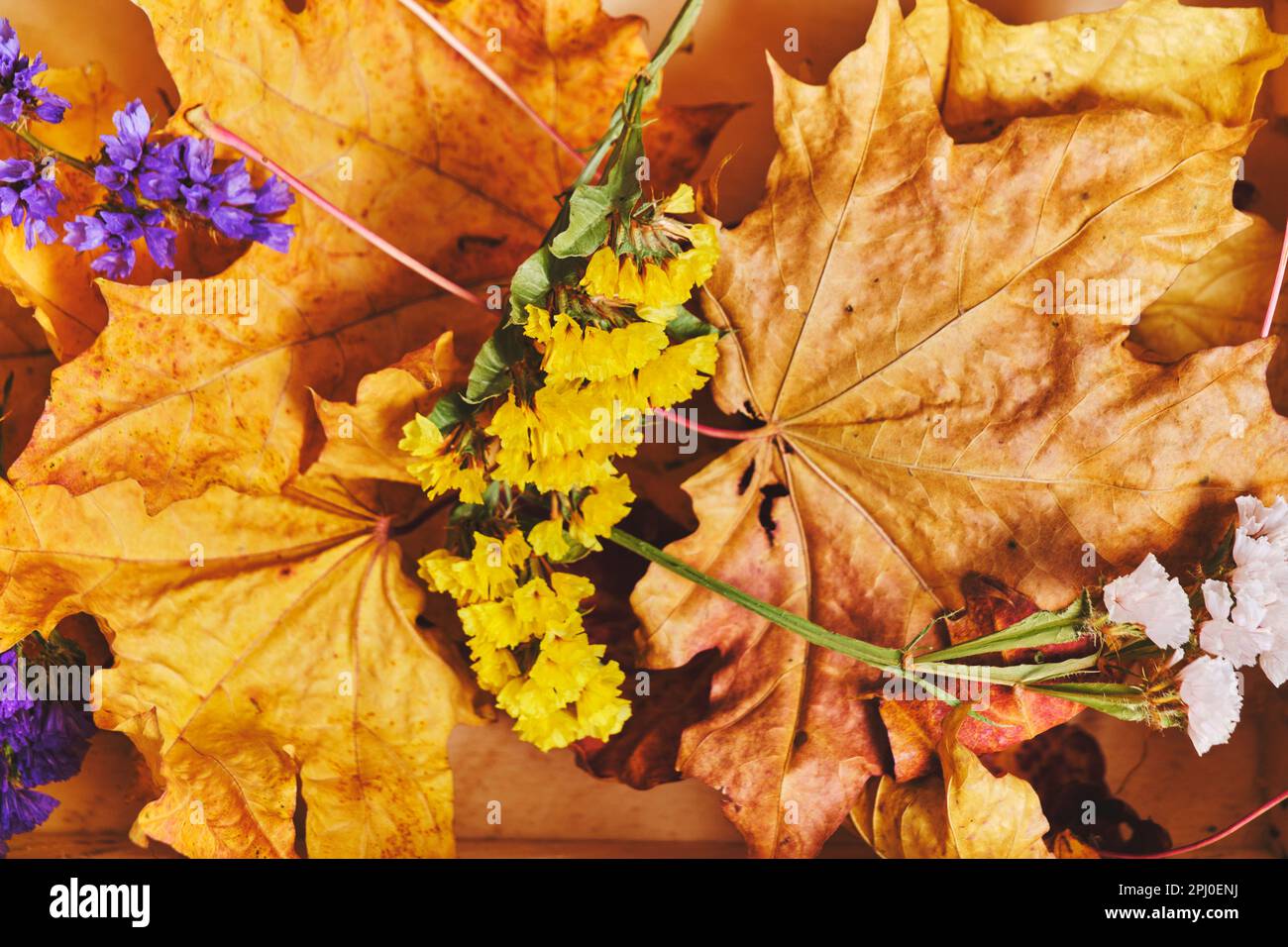sfondo, foglie di acero, fiori secchi, autunno, ingiallito, secco, luce del sole, luminoso, caldo, fogliame Foto Stock