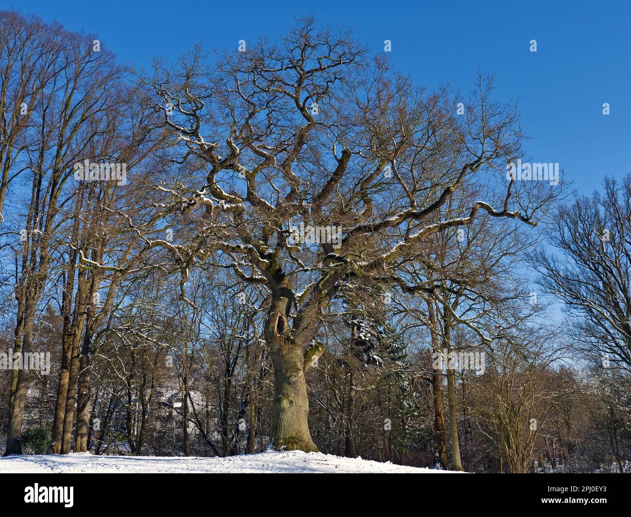 Quercia nel Parco di Knoops, Lesum di Brema, Germania Foto Stock