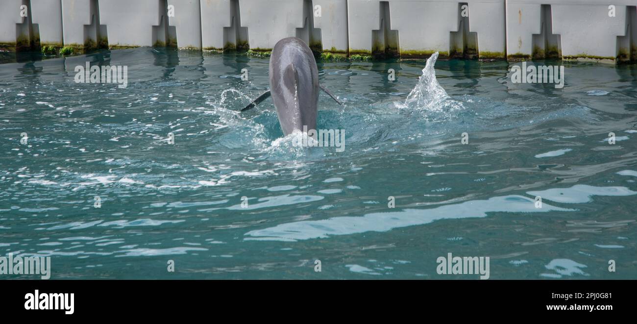 Visitare le Bermuda in estate è un sacco di divertimento Foto Stock