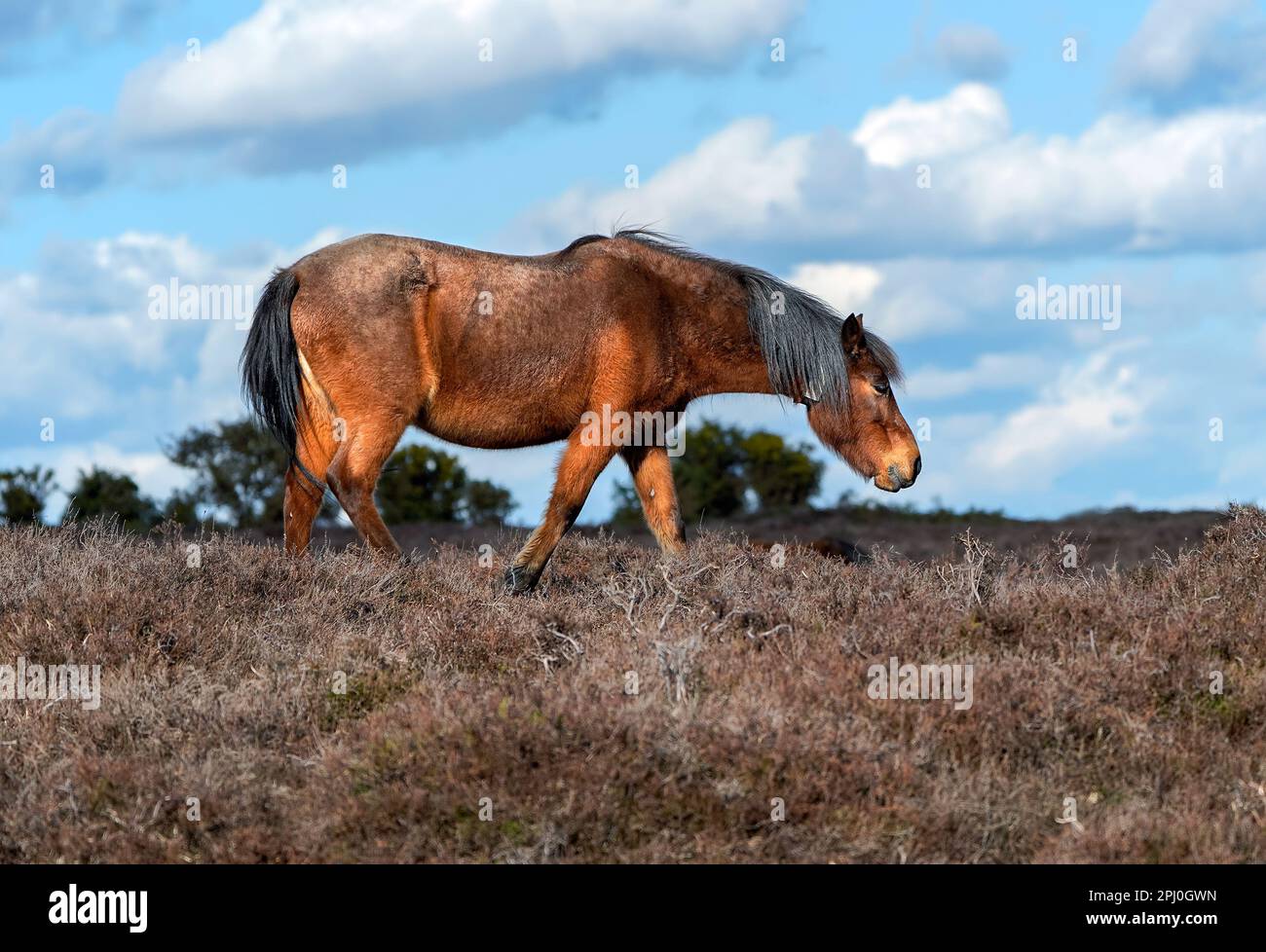 Pony New Forest che vagano liberamente all'interno del parco nazionale New Forest Foto Stock