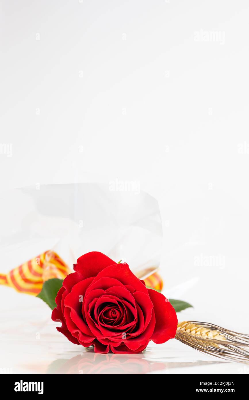 Primo piano rosa rossa e orecchio di grano per Diada de Sant Jordi. Tradizione del giorno di San Jordi in Catalogna. Catalano libro e fiore di rosa giorno. Spazio di copia. Foto Stock
