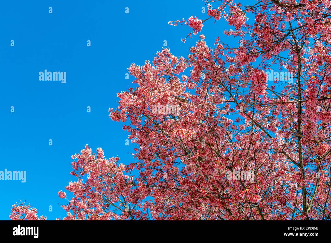 Bella fiori rosa ciliegia fiore sakura in primavera sul cielo blu. Foto Stock