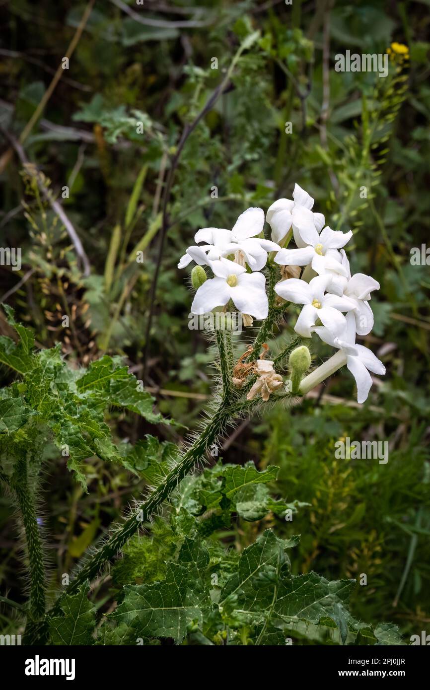 Texas Bull Nettle wildflower Foto Stock