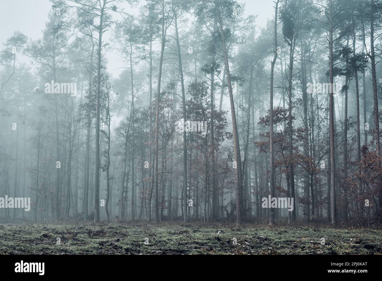 Foresta allagata da nebbia pesante. Natura paesaggio vista della foresta foggy in autunno stagione. Sfondo naturale della scena Foto Stock