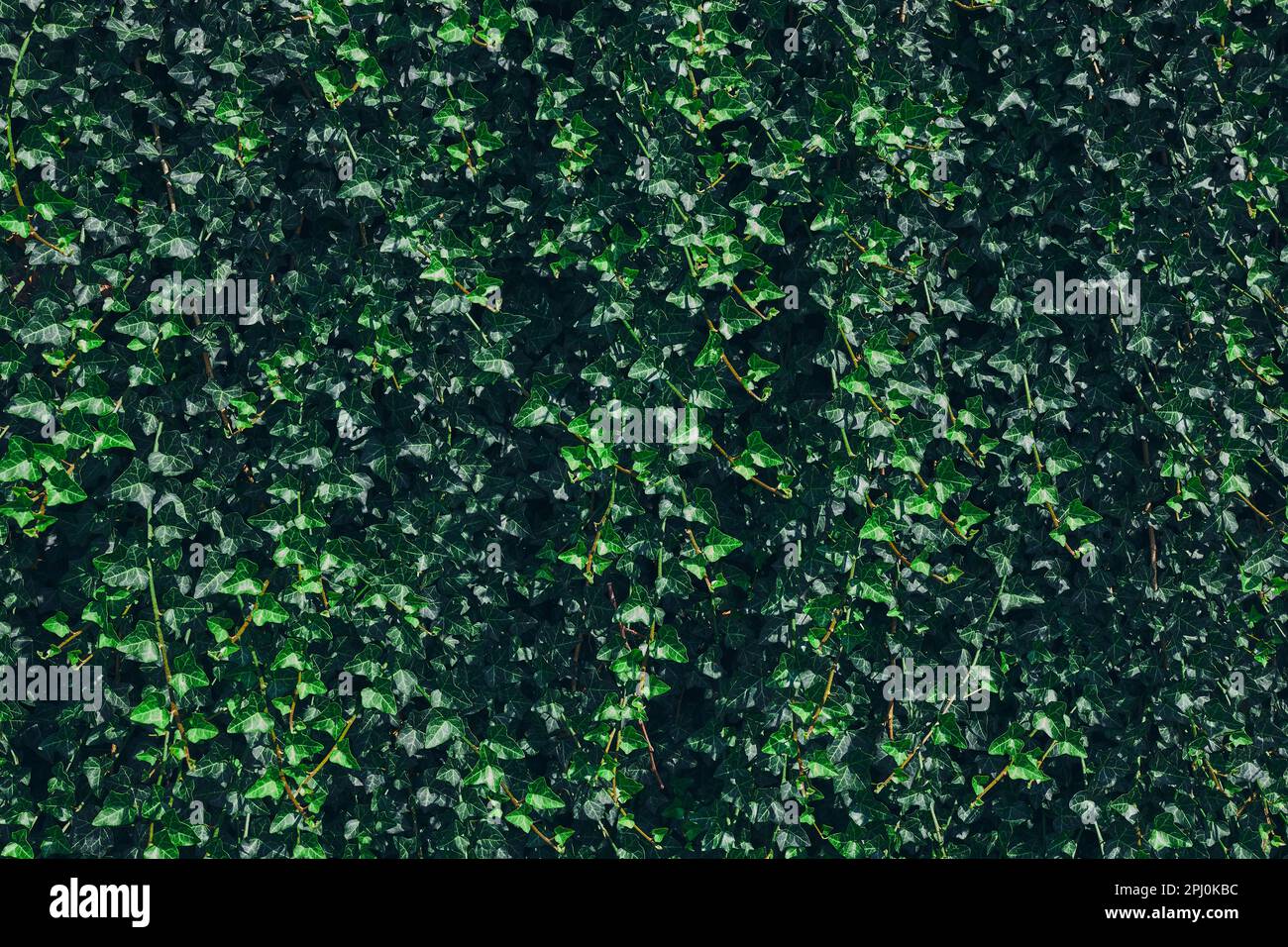 Sfondo verde con motivo a foglie. Sfondo naturale e carta da parati. Piccola texture verde foglie. Ambiente pulito. Piante ornamentali in giardino. Eco Foto Stock