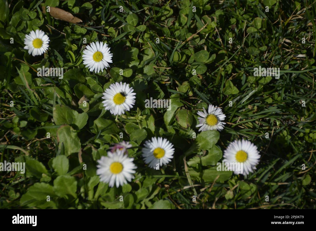 Margherite in fiore sul prato nella stagione primaverile. Foto Stock