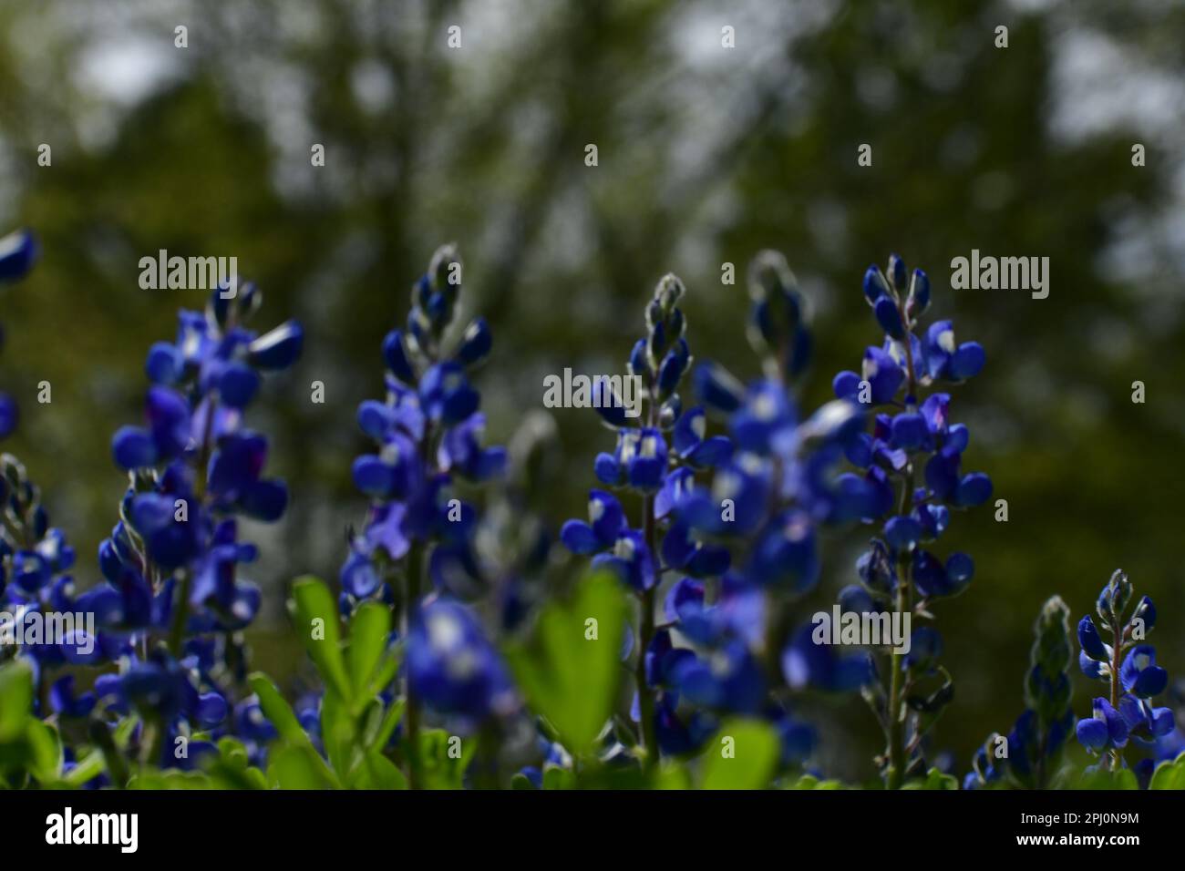 Il cofano blu Perky fiorisce con l'albero sullo sfondo in un giorno primaverile. Foto Stock