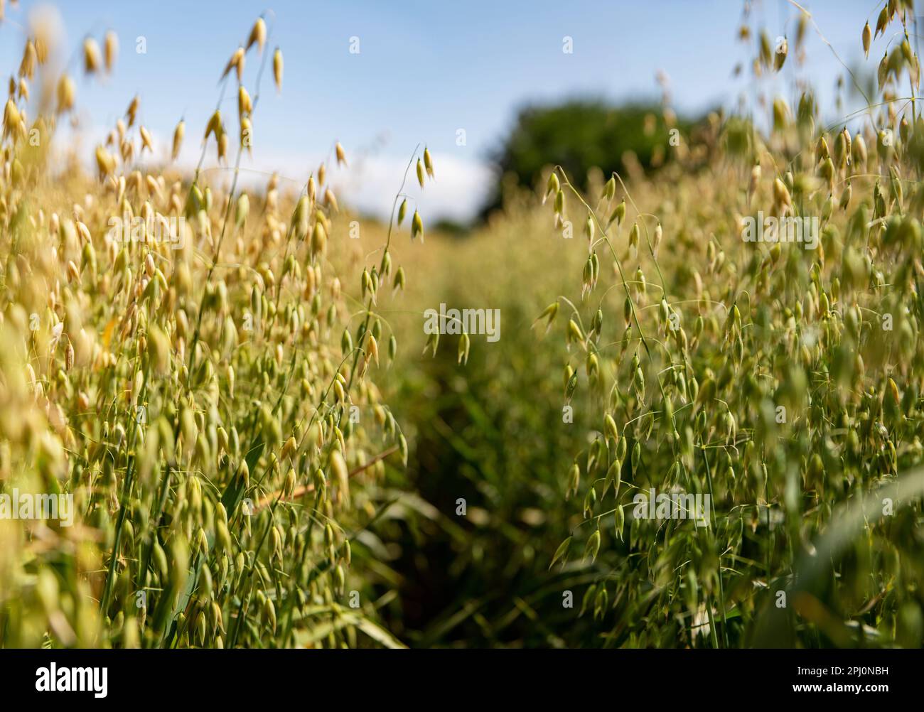 Avena che cresce nella campagna del Cheshire in una calda giornata estiva. Primo piano di un campo di avena che cresce su terreni coltivabili nella campagna inglese Foto Stock