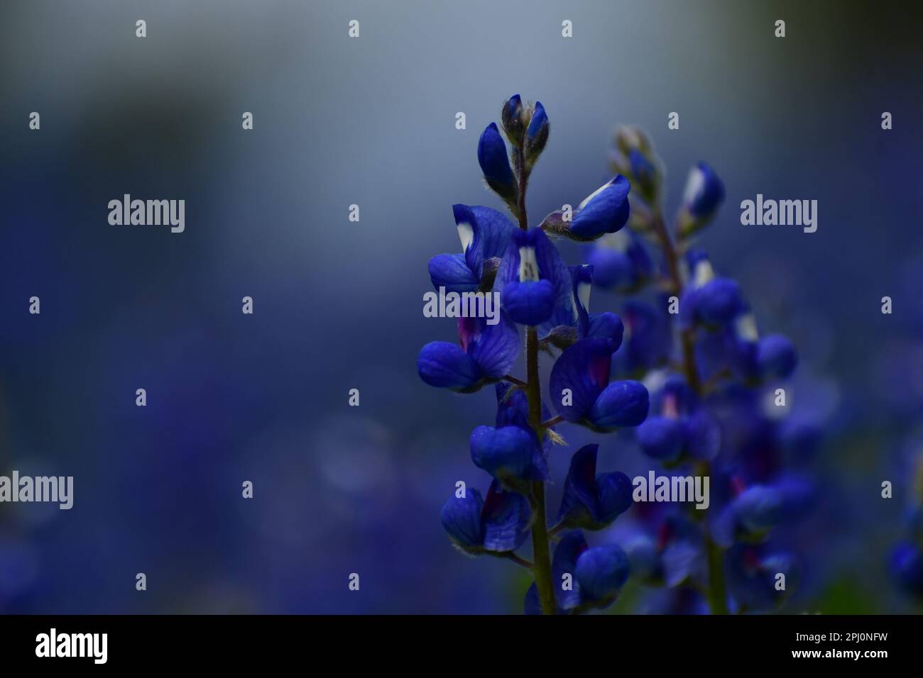 Soffio di Texas sera, sfocatura di fiori di bonnet con due chiari, con il cielo blu dietro di esso. Foto Stock