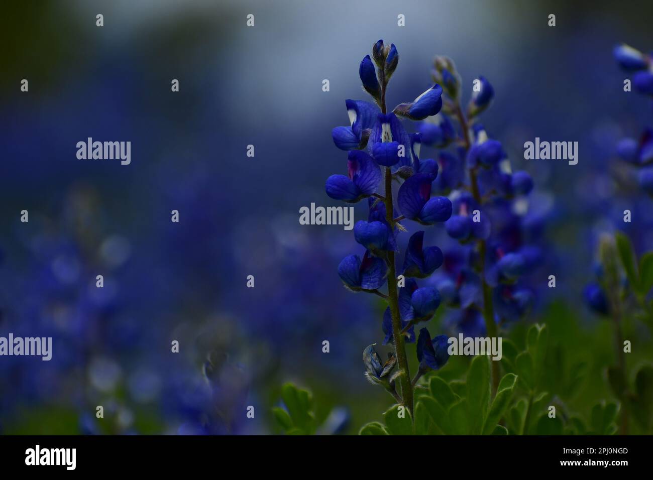 Regola dei terzi con fioriture del cofano blu primavera Foto Stock