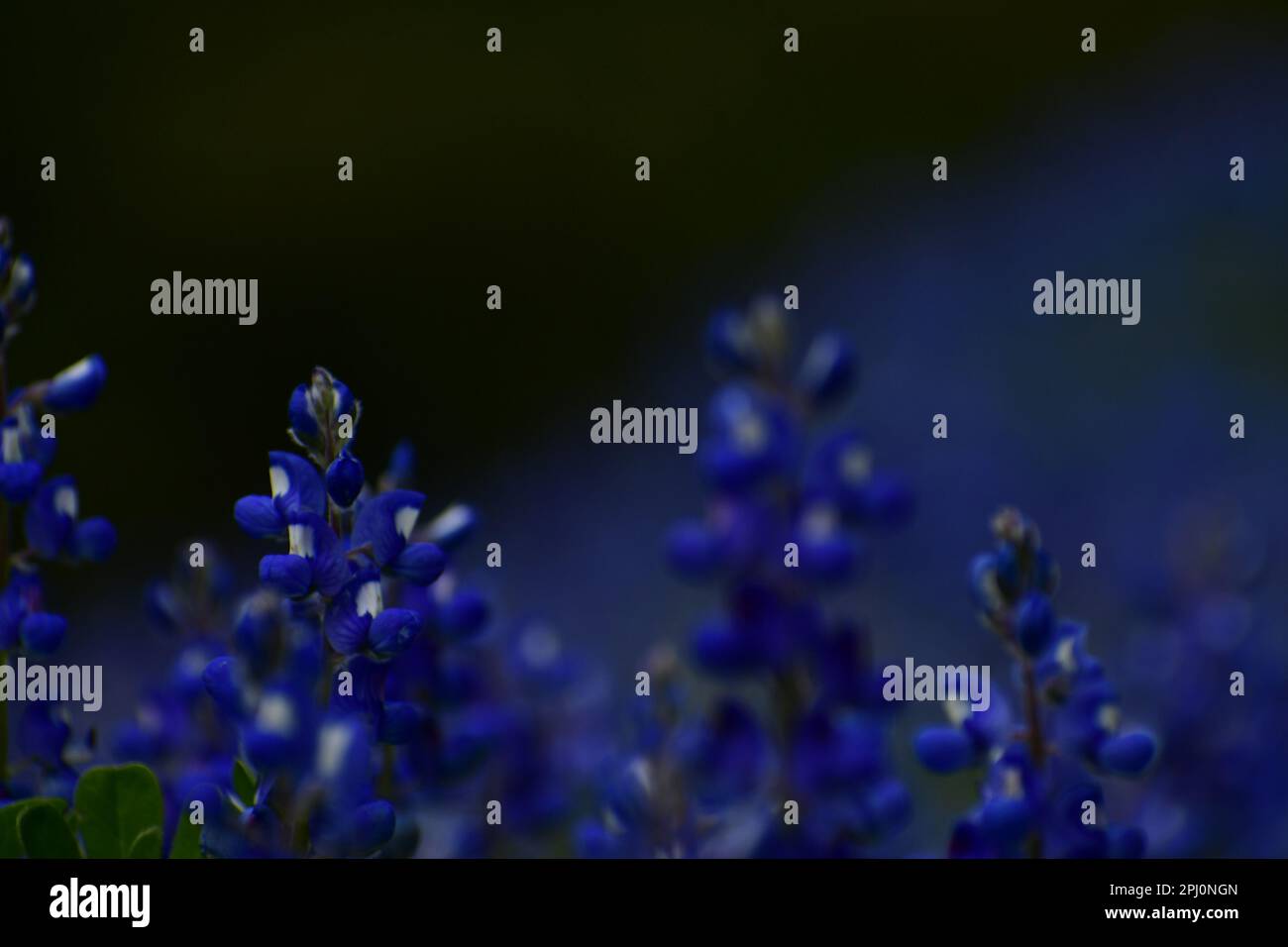 Regola dei terzi con fioriture del cofano blu primavera Foto Stock