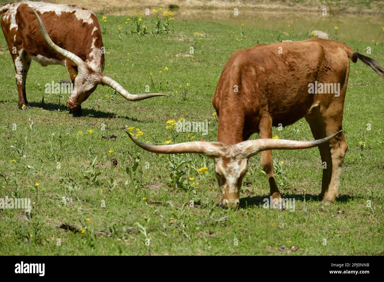 Due mucche di longhorn del Texas che pascolano in un pascolo verde con fiori selvatici gialli in una giornata di sole brillante in Texas. Foto Stock