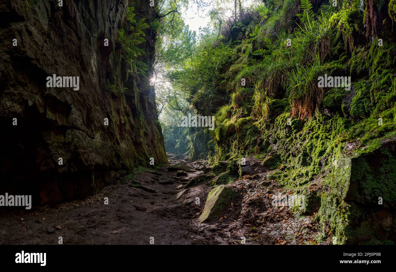 Rocce e piante nella chiesa di Lud, Staffordshire, Inghilterra. Un profondo abisso creato da una massiccia frana, un paesaggio coperto di muschio pieno di storia, miti. Foto Stock