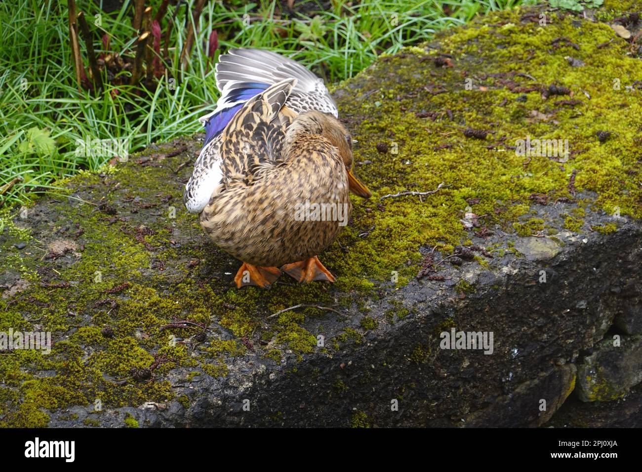 Una preening femminile del mallard. Foto Stock