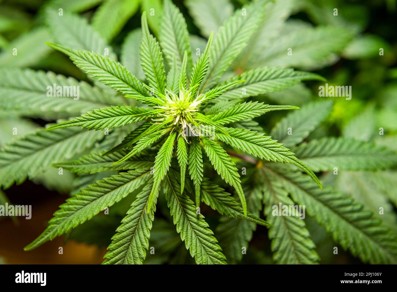 Fase di fioritura iniziale della coltivazione della marijuana medica in Michigan, USA. Foto Stock