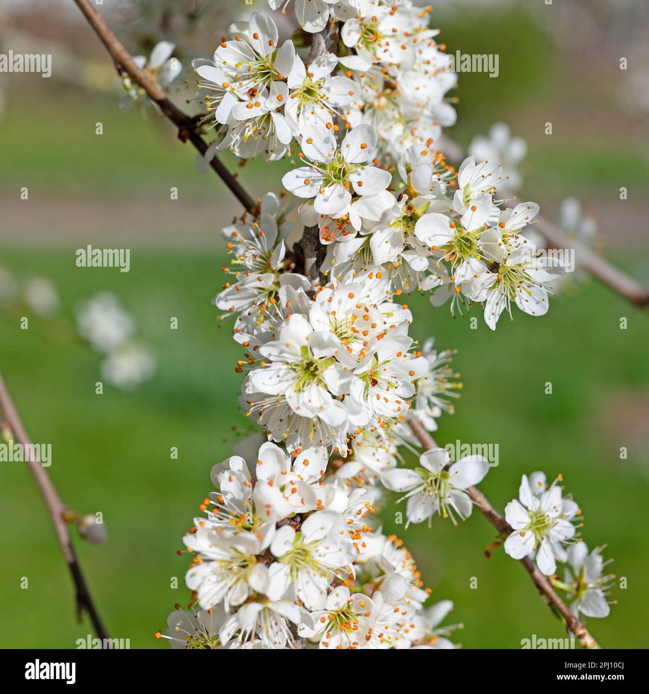 Fioritura della spina nera, Prunus spinosa, in primavera Foto Stock