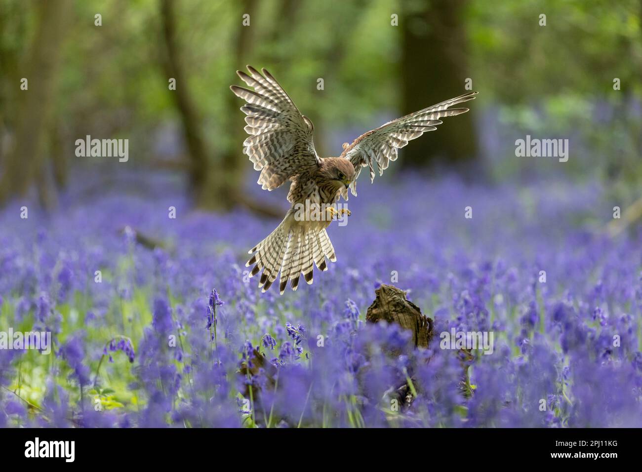 Kestrel (Falco tinnunculus) che vola attraverso un bosco di campanili (Hyacintoides non scripta) Foto Stock