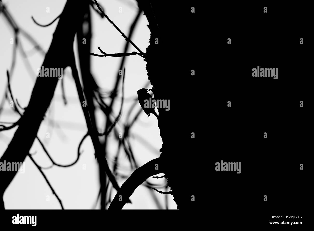 Una silhouette di un uccello arroccato sul ramo di un albero Foto Stock