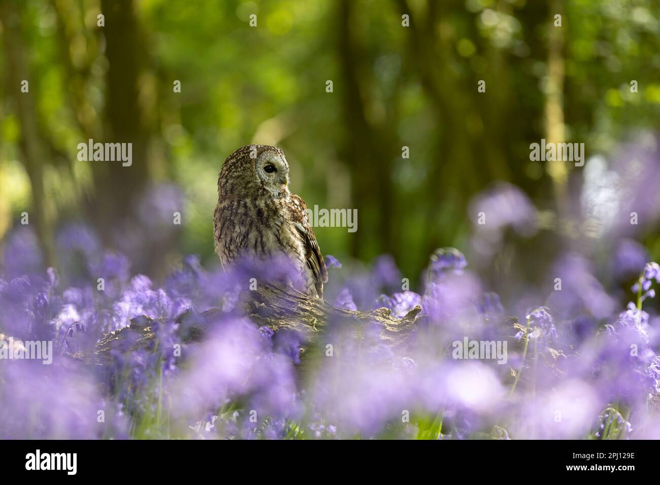 Gufo bruno (Strix aluco) seduto in un campanello (Hyacintoides non-scripta) legno in primavera Foto Stock
