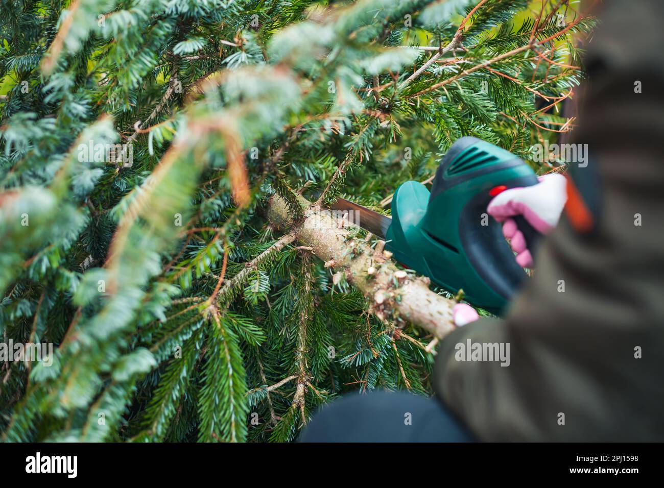 Lavoro di giardinaggio in autunno e inverno. L'adolescente sta segando il vecchio albero di Natale con la sega elettrica e i rami di taglio . Foto Stock