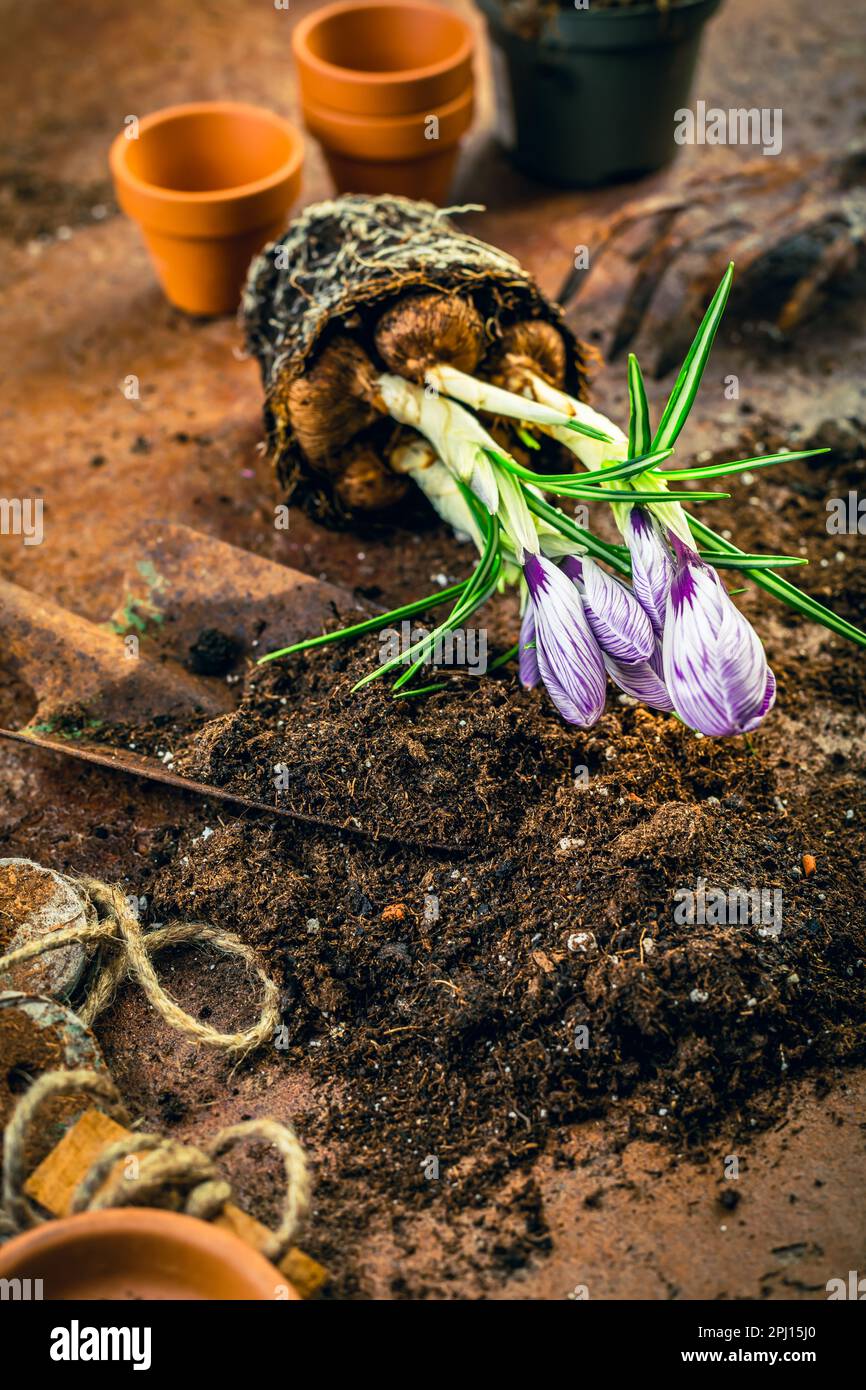 Concetto di giardinaggio primaverile - attrezzi di giardinaggio con piante, vasi da fiori e terreno Foto Stock